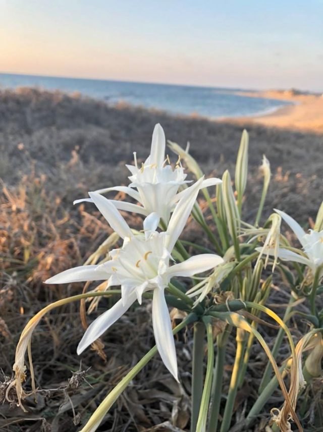 Chodesh Tov! Chicago Jewish Funerals
