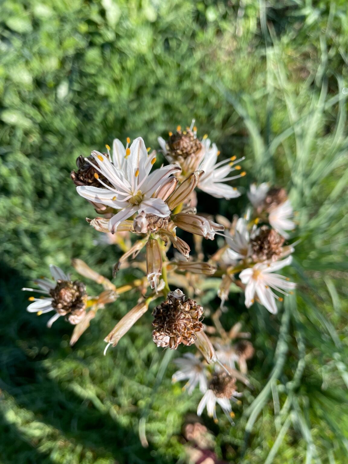 Shabbat shalom. Chicago Jewish Funerals